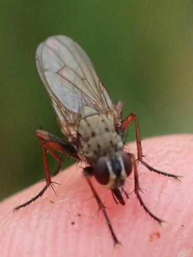 Réf. 223 140 : Coenosia tigrina